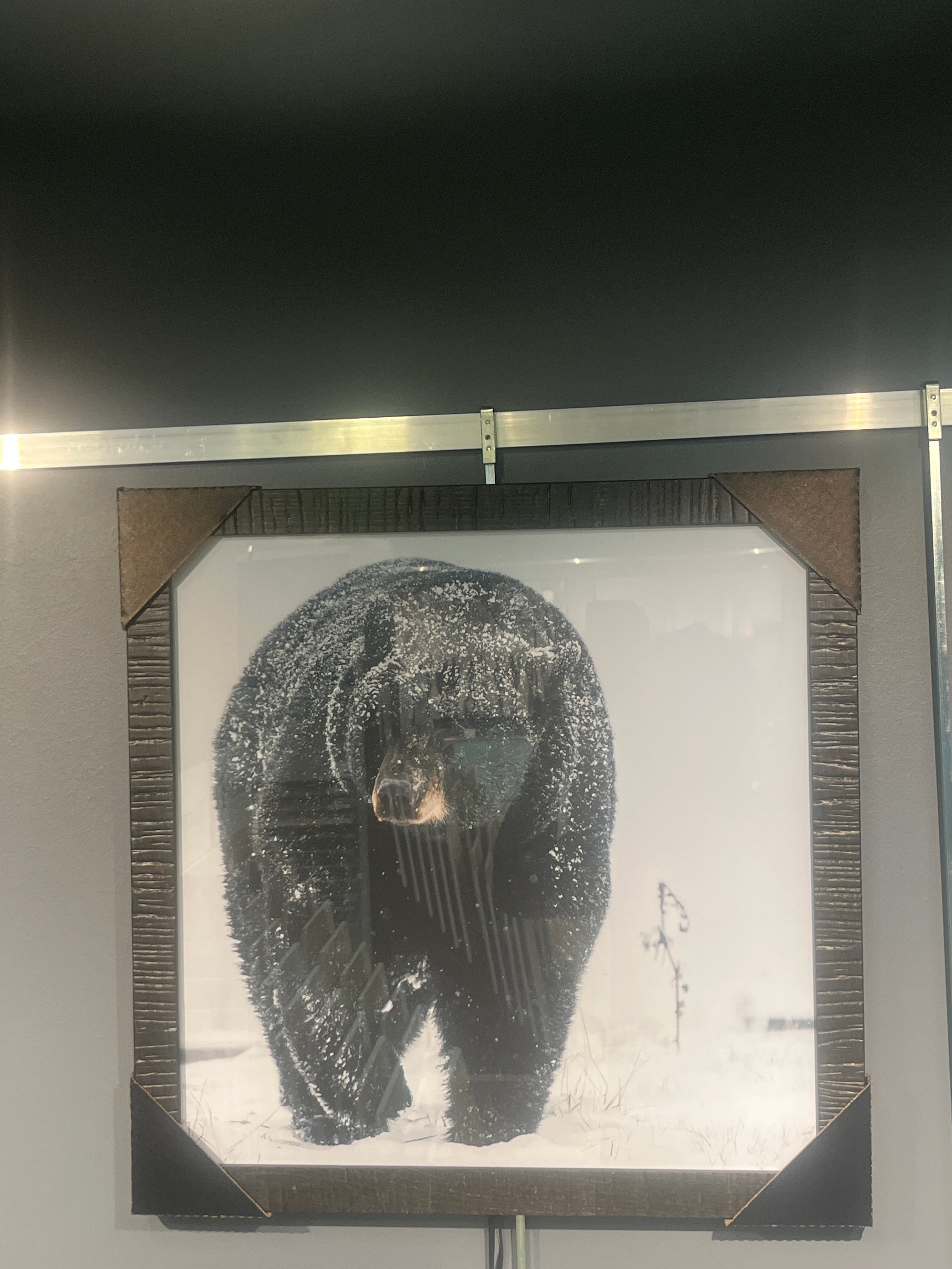 SNOWY BLACK BEAR