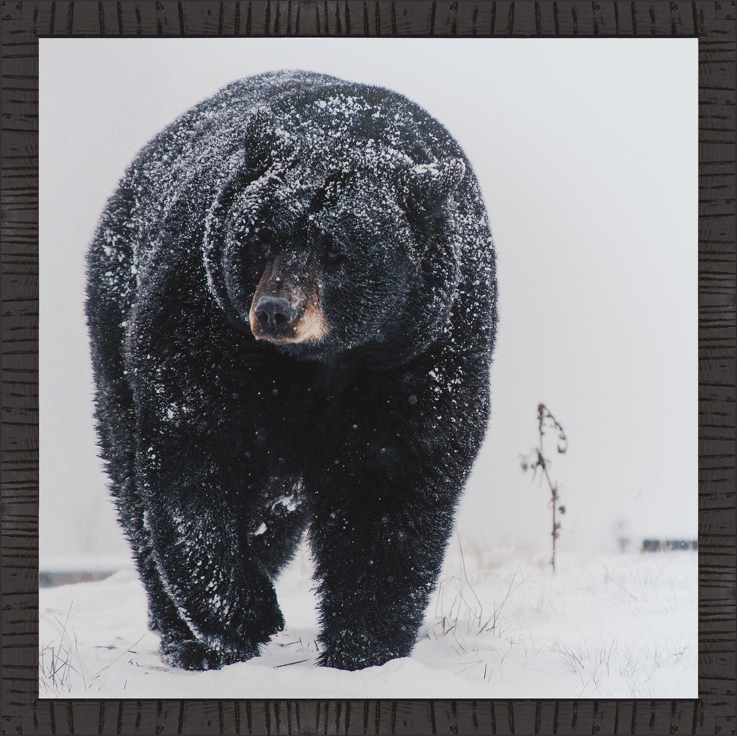 SNOWY BLACK BEAR