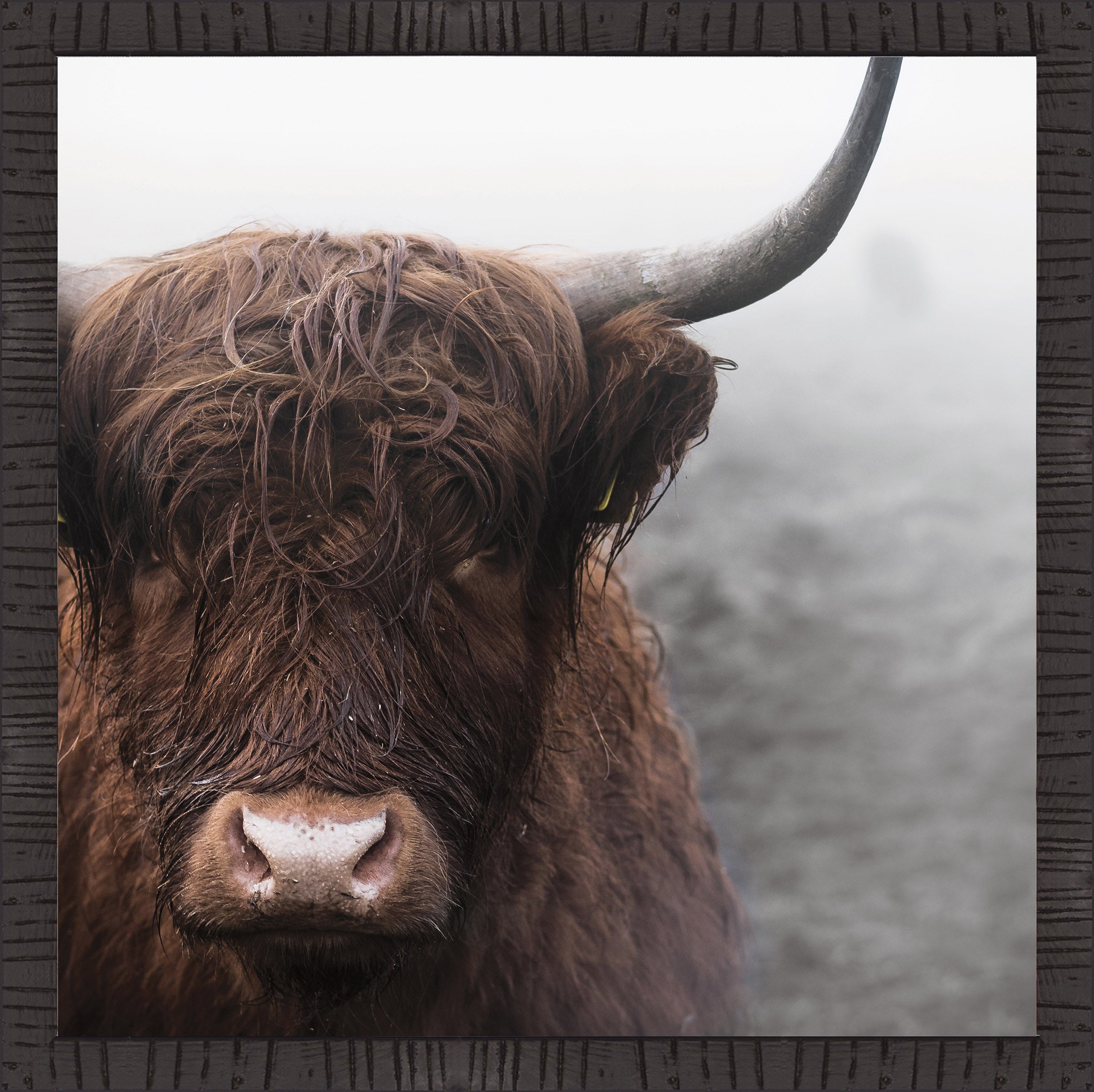 Hightland Cow