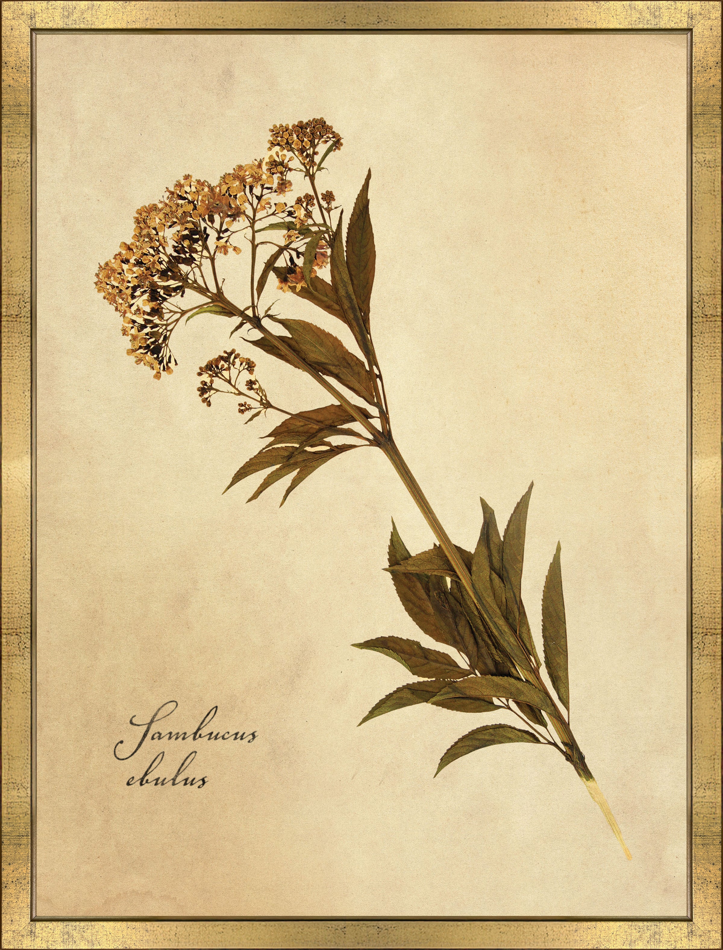 Sambucus Ebulus (13" x 17")