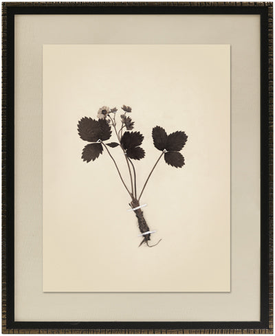 Pressed Botanical I (17.25" x 21.25")