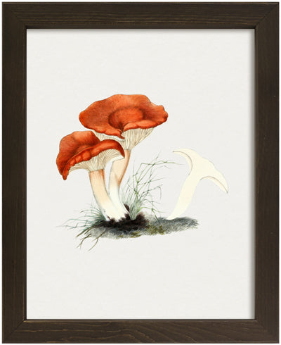 Mushroom 5 (9" x 11")