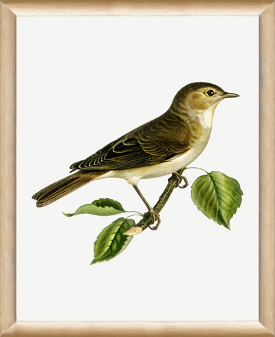 Vintage Bird 1 (9" x 11")