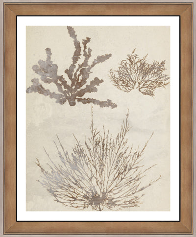 Fan Coral II (19" x 23")