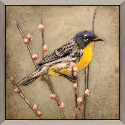 Yellow Warbler on Branch Acrylicc (13" x 13")