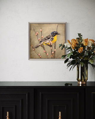Yellow Warbler on Branch Acrylicc (13" x 13")